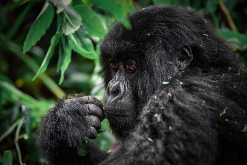 Rwanda