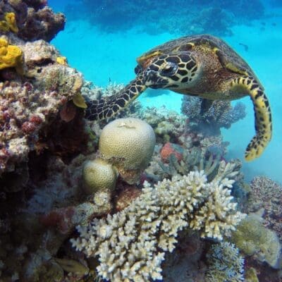 The Great Barrier Reef Australia
