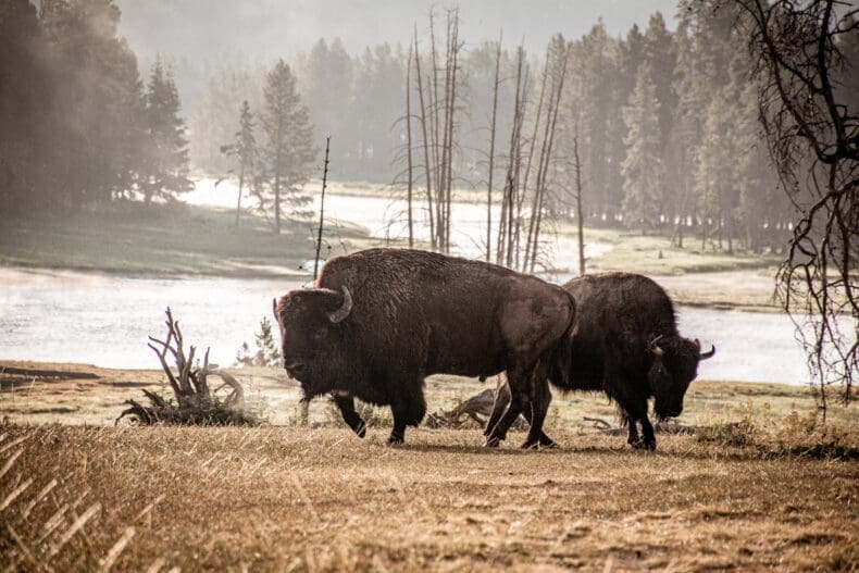 Yellowstone