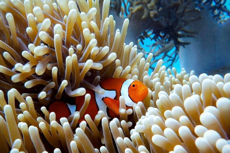 The Great Barrier Reef Australia