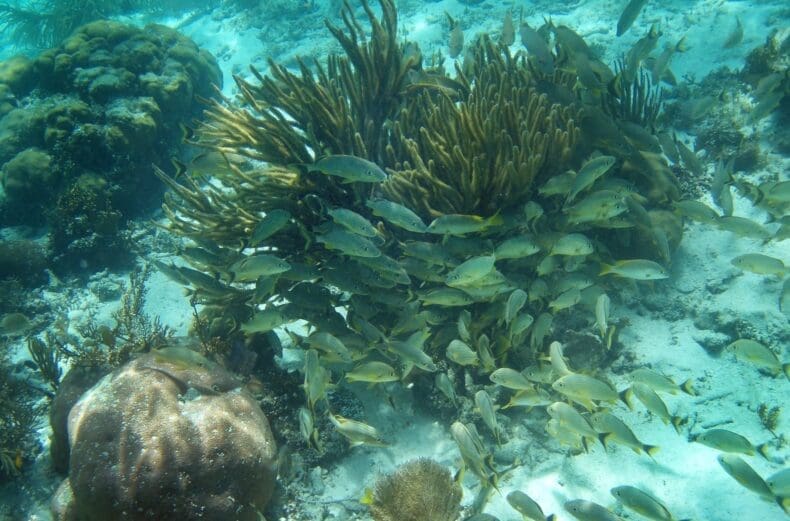 Ambergris Caye Belize