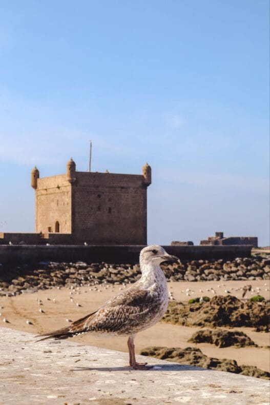 Skala du Port Essaouira