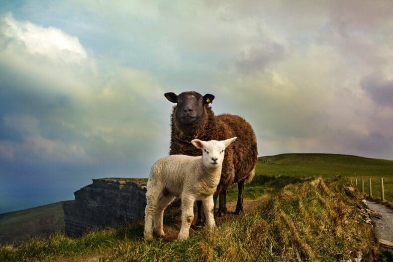Cliffs of Moher Ireland