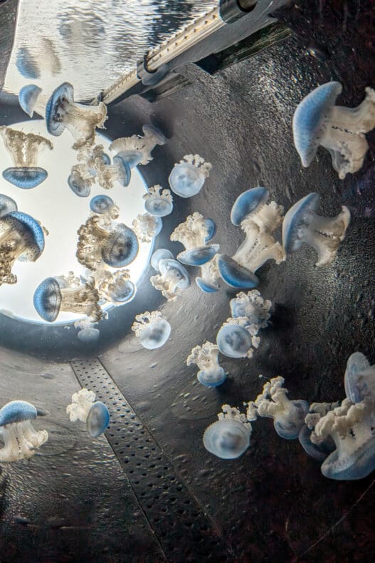 Gijon Aquarium
