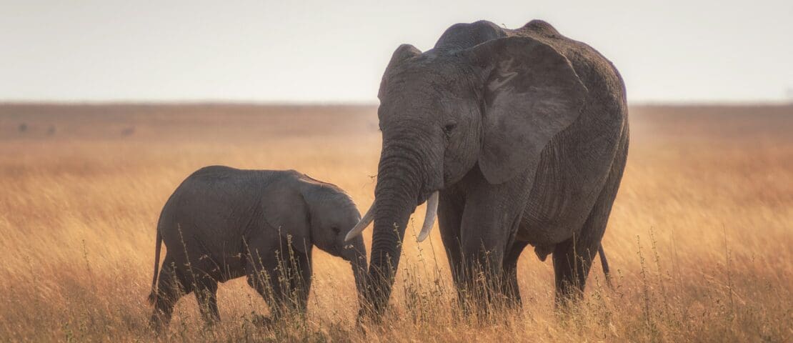 Wie is de Mol? in Tanzania: dé reisroute en locaties