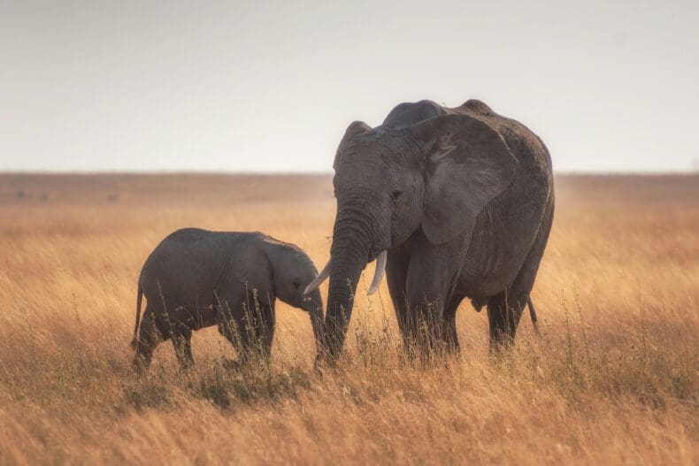 Serengeti Tanzania