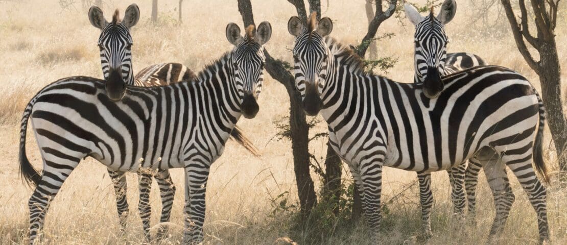 Bezienswaardigheden Tanzania: 7 leukste dingen om te doen