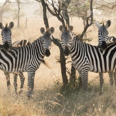 Serengeti Tanzania