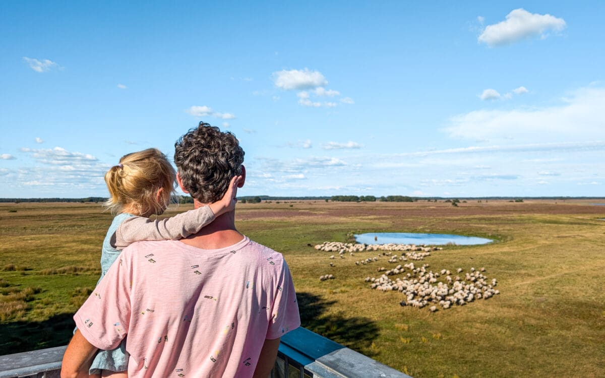 Dwingelderveld Drenthe Schaapskooi Ruinen