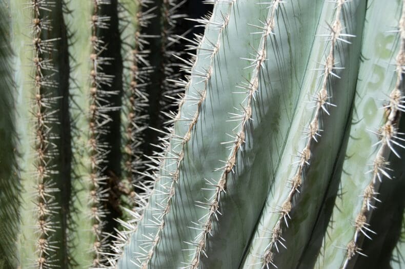 Jardin Majorelle Marrakech