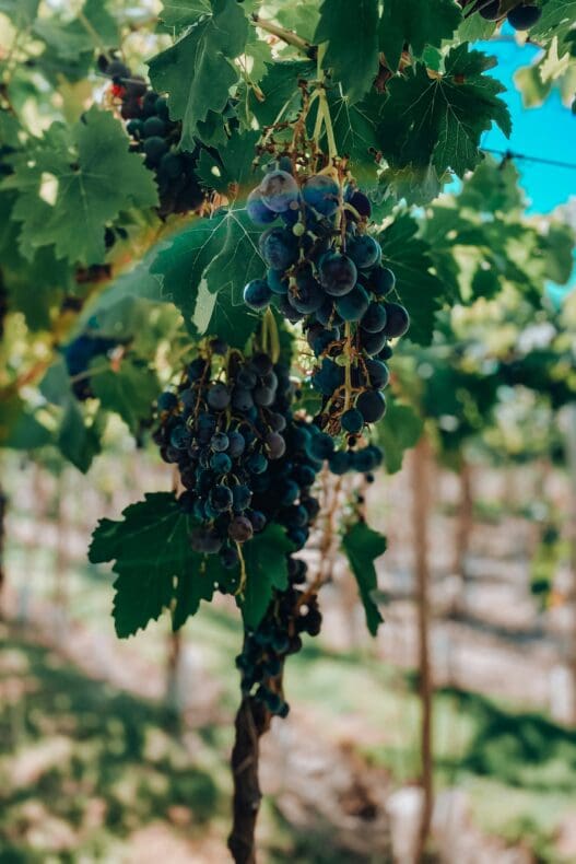Mendoza