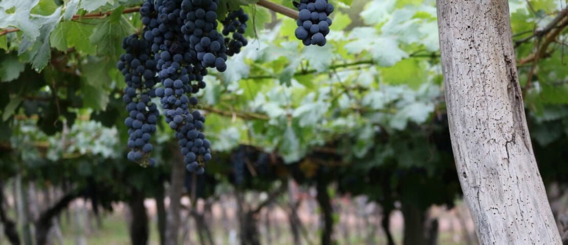 Mendoza