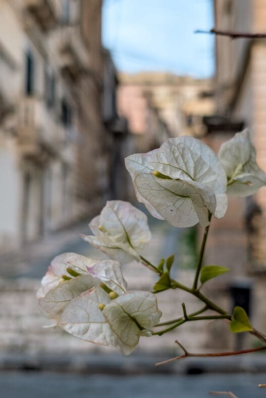 Noto