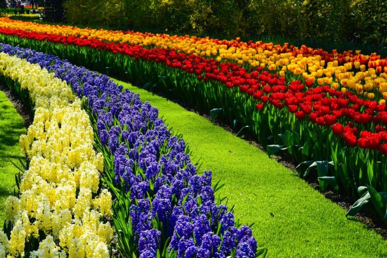 Keukenhof