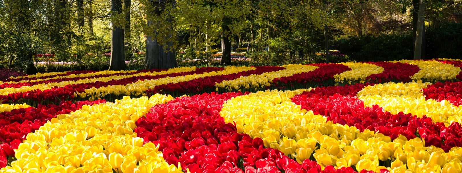 Is Keukenhof Worth It? Why Locals Wouldn’t Recommend It (+Alternatives)