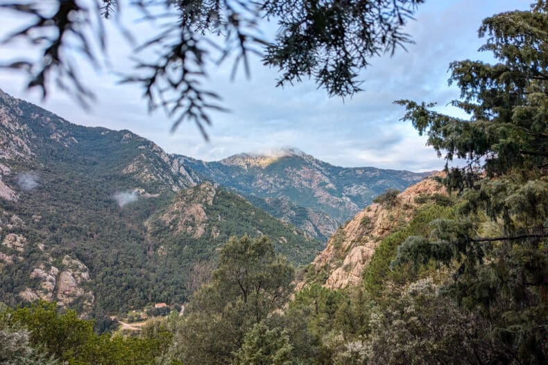 Foret de Bonifato 