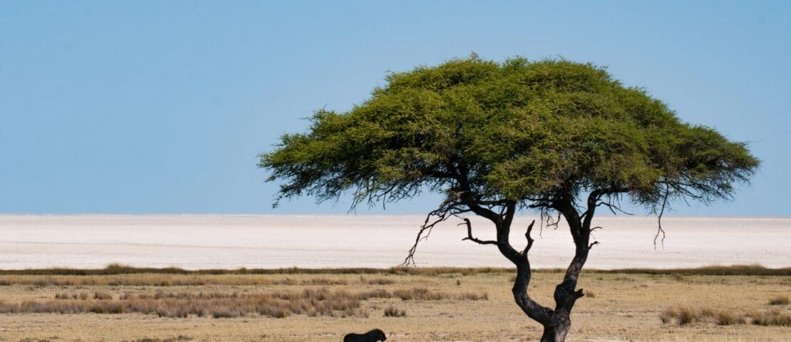 Where to Stay in Etosha National Park: Best Lodges, Camps & Safari Stays
