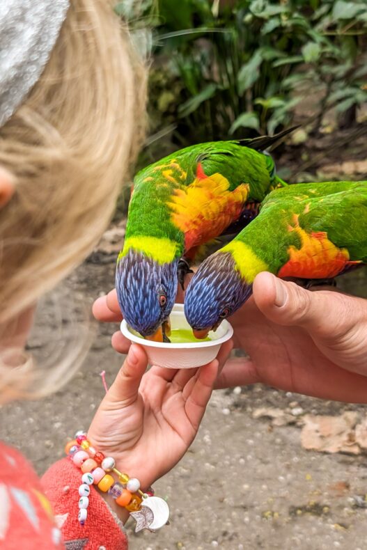 Wildlands Zoo Drenthe