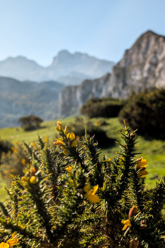 Covadonga Picos de Europa 